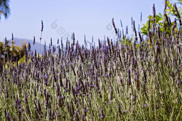 薰衣草田采用花采用北方的美国加州