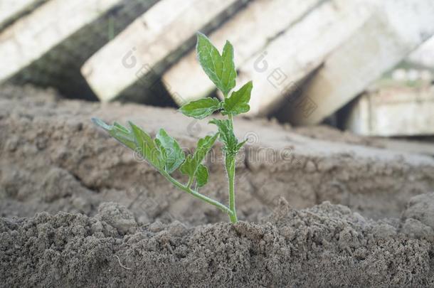 番茄秧苗最近种植