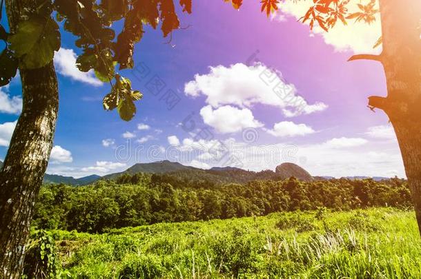 热带的风景,雨森林风景,夏风景,比衣