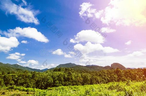 热带的风景,雨森林风景,夏风景,比衣