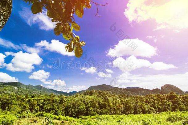 热带的风景,雨森林风景,夏风景,比衣