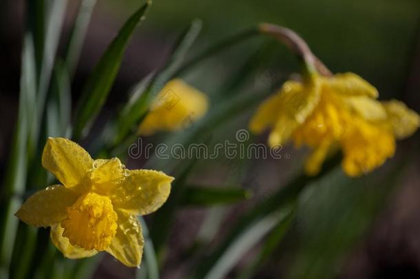春季花园黄色的水仙花<strong>雨</strong>落下