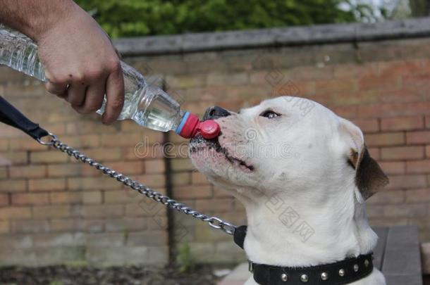 美国人斗牛犬是（be的三单形式喝饮料水