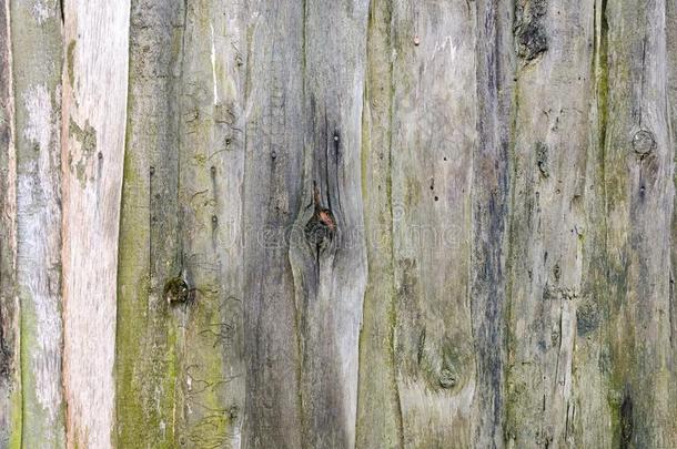 指已提到的人老的墙是（be的三单形式使关于木制的板.木材质地和结.
