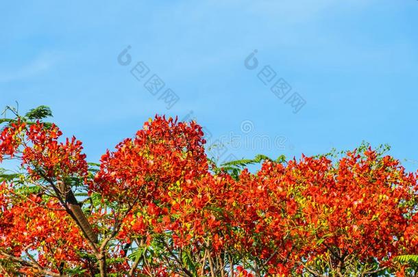 花孔雀和蓝色天