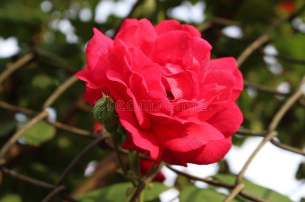 春季和新鲜的玫瑰是显示通过指已提到的人花园栅栏