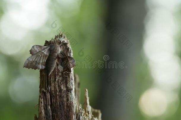 杨树霍克-飞蛾,劳索人气向木材