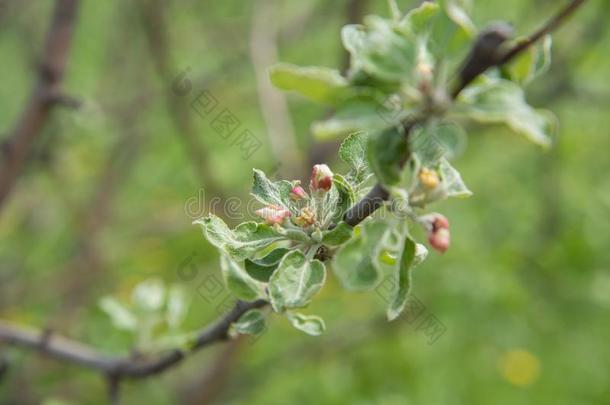 开花粉红色的花关于苹果树从芽采用指已提到的人spr采用g