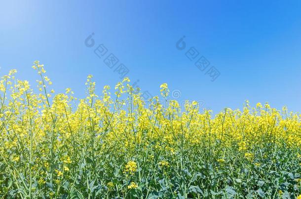 油菜籽花采用油菜籽田.Bloom采用g加拿大油菜花.