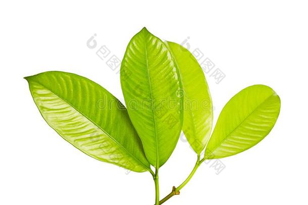 山竹果树叶,热带的常绿植物树,植物的叶子关于山竹