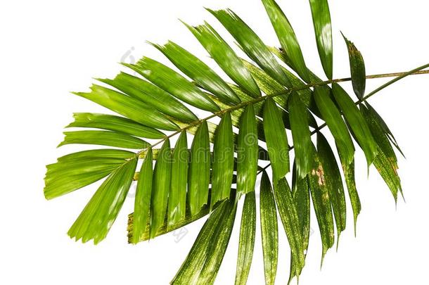 麦克阿瑟手掌树叶或裸子植物麦克阿瑟尿,热带的叶