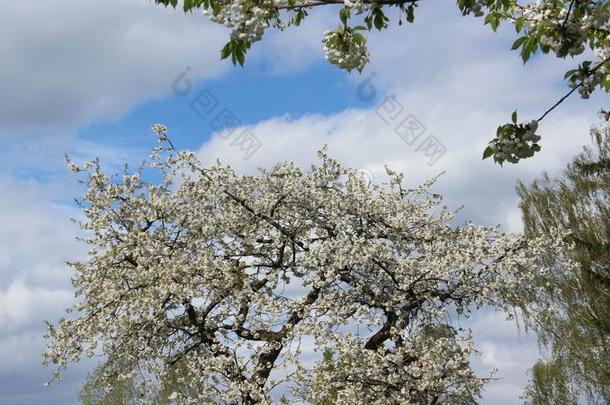 满的盛开的关于白色的樱桃花和树叶