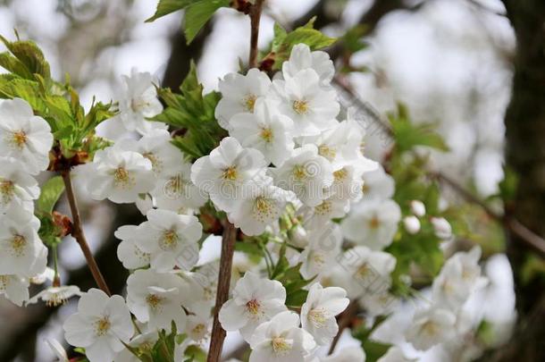 白色的花向一樱桃树采用花采用尼沃凯尔克一一n兽穴