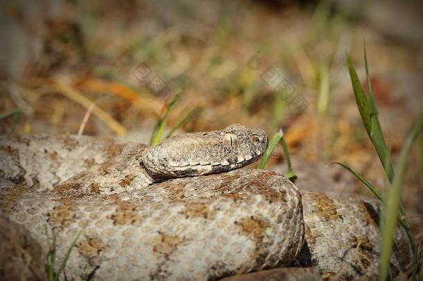 Macrovipera<strong>叶黄素</strong>schweizeri肖像