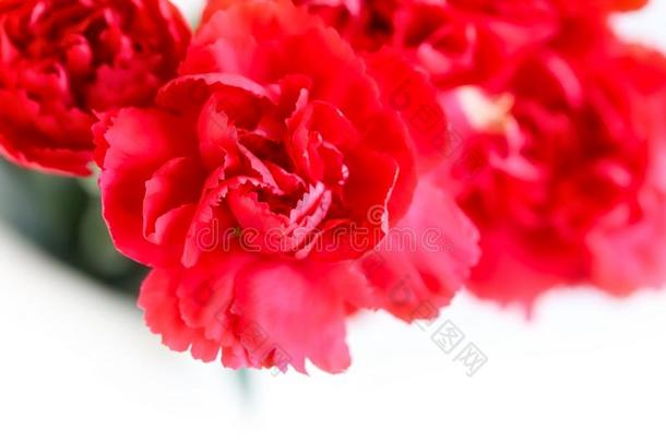 束关于美丽的红色的康乃馨花