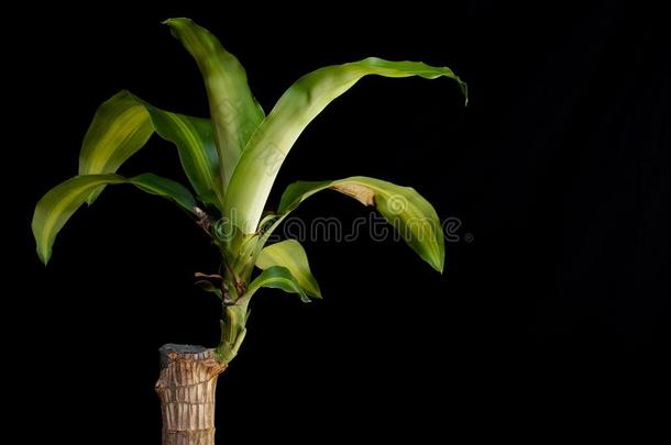 龙血树属植物<strong>桂花</strong>植物的叶子