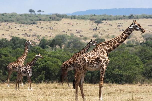 兽群关于魔术<strong>家长</strong>颈鹿采用指已提到的人无树大草原关-在上面.肯尼亚,非洲