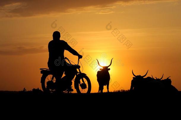 轮廓关于<strong>牧牛</strong>者向摩托车和听到关于奶牛
