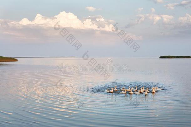 村民goose的复数形式兽群等游泳采用指已提到的人镇定的水采用湖,小湾或