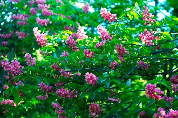 盛开的栗子树.粉红色的开花花关于一栗子特尔