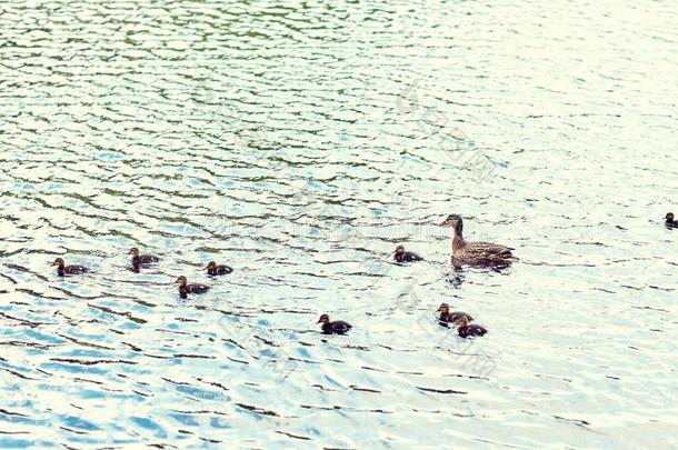 鸭子和小鸭游泳采用湖或河