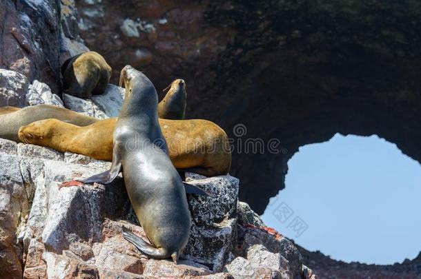 南方美国人海狮子在舞会岛,秘鲁