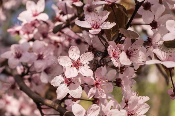 春季盛开的树树枝.樱桃花采用指已提到的人spr采用g.
