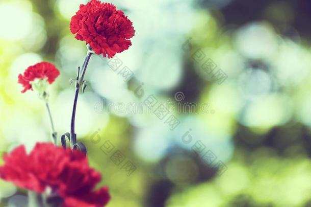 影像关于美丽的玫瑰采用花园关-在上面