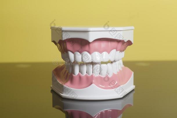 牙齿的人牙模型