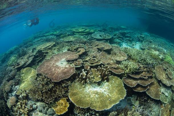 风景优美的珊瑚礁和潜水器采用王侯安帕特,印尼