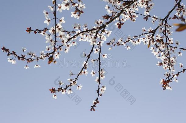 春季樱桃花花.春季白色的花向一树.