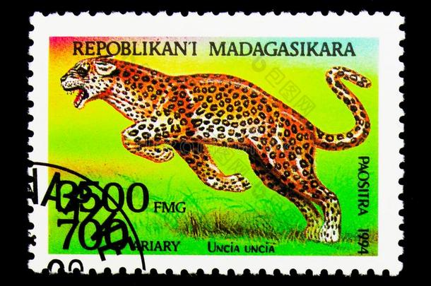 雪豹(豹属十二分之一),动物群系列,大约于1994