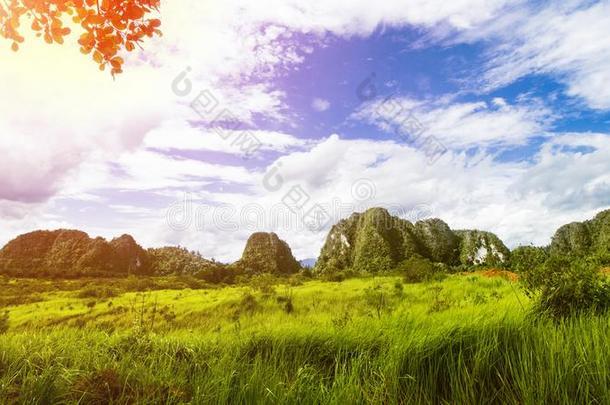 热带的风景,雨森林风景,夏风景,比衣