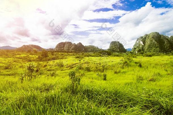 热带的风景,雨森林风景,夏风景,比衣