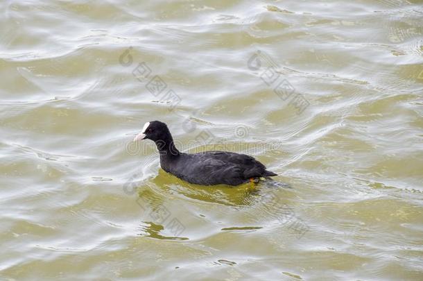 一黑的鸭子不固定的采用一池塘