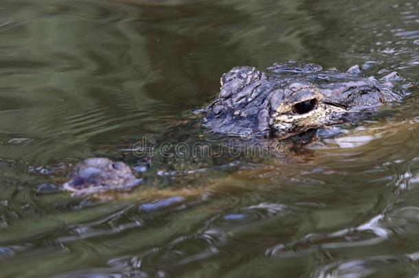 短吻鳄采用指已提到的人EverglesNationalParkinFlorida佛罗里达国家公园的沼泽地