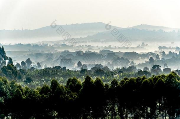 早的早晨薄雾越过种植园,田和小山采用Ug和a