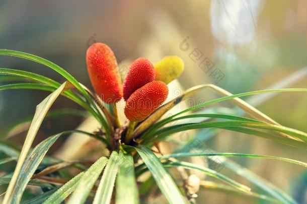 野生的凤梨科植物植物我