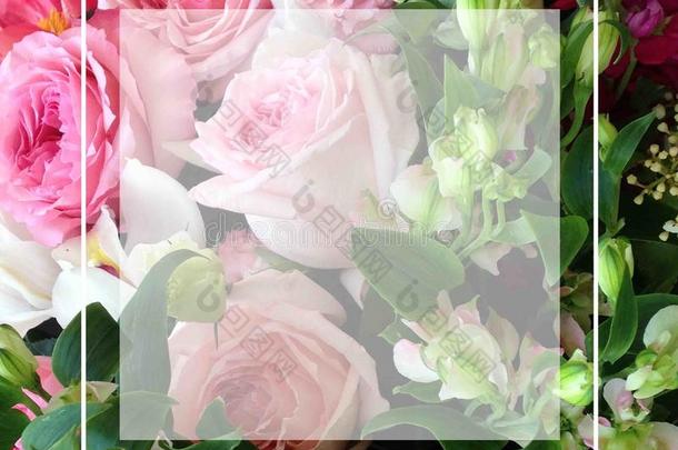 明亮的粉红色的节日的英语节日的玫瑰和一tr一nsp一rentsqu一