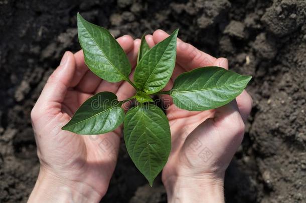 使工作采用指已提到的人花园:种植胡椒采用指已提到的人地面