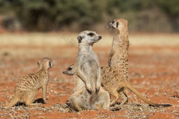 海岛猫鼬家庭向红色的沙,喀拉哈里沙漠沙漠,纳米比亚