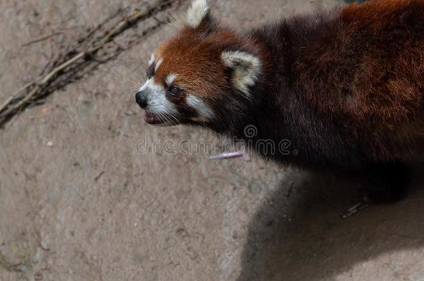 较小的熊猫-小熊猫富根斯