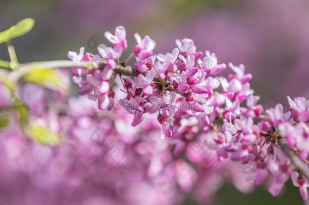 特写镜头关于粉红色的花串关于一东方的紫荆属植物树采用full全部