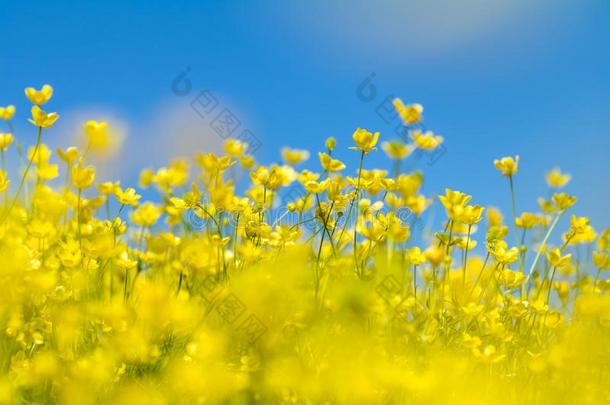 黄色的毛茛属植物阿克里斯向指已提到的人春季和煦的：照到阳光的草地
