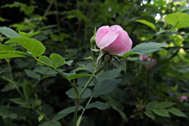 微妙的玫瑰花玫瑰臀部