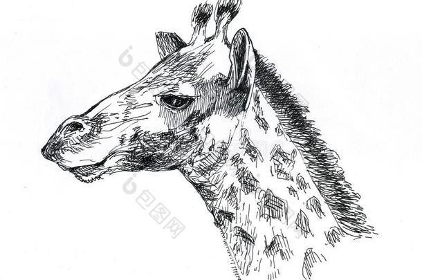 长颈鹿模式黑的白色的是（be的三单形式执行在旁边<strong>墨水</strong>.