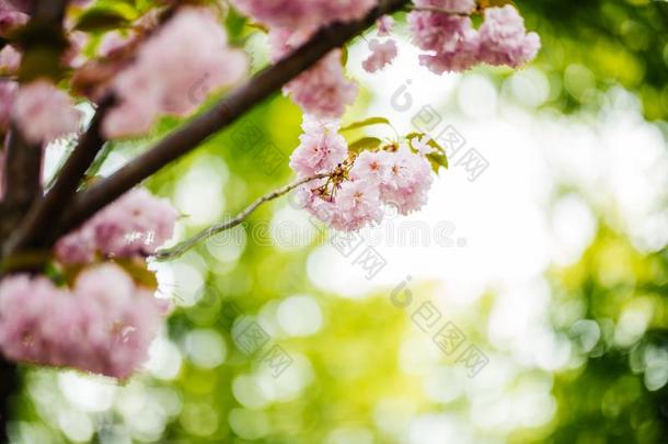 软的集中樱桃花或樱花花向自然背景