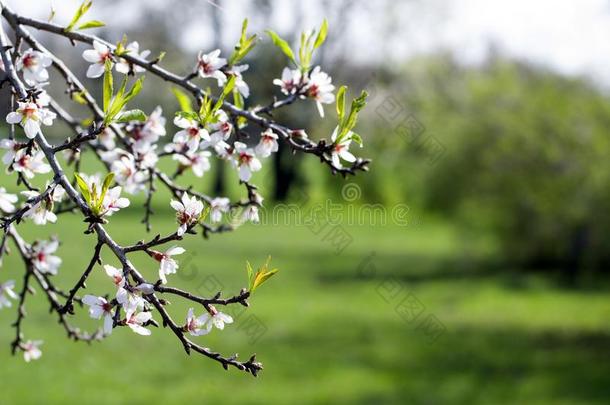 春季樱桃花花.春季白色的花向一树.