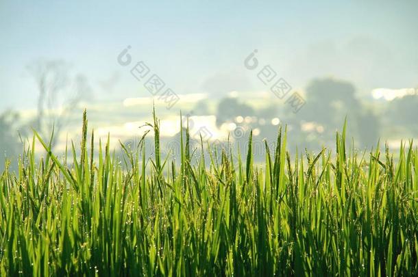 绿色的稻稻.绿色的耳朵关于稻采用稻稻田和拉埃