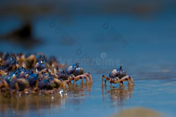 蓝色蟹在指已提到的人海滩